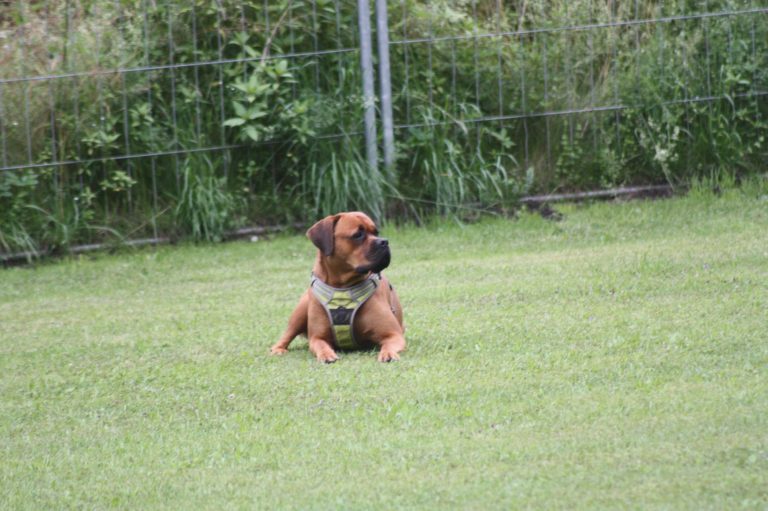 Begleithundekurs 2 & 3