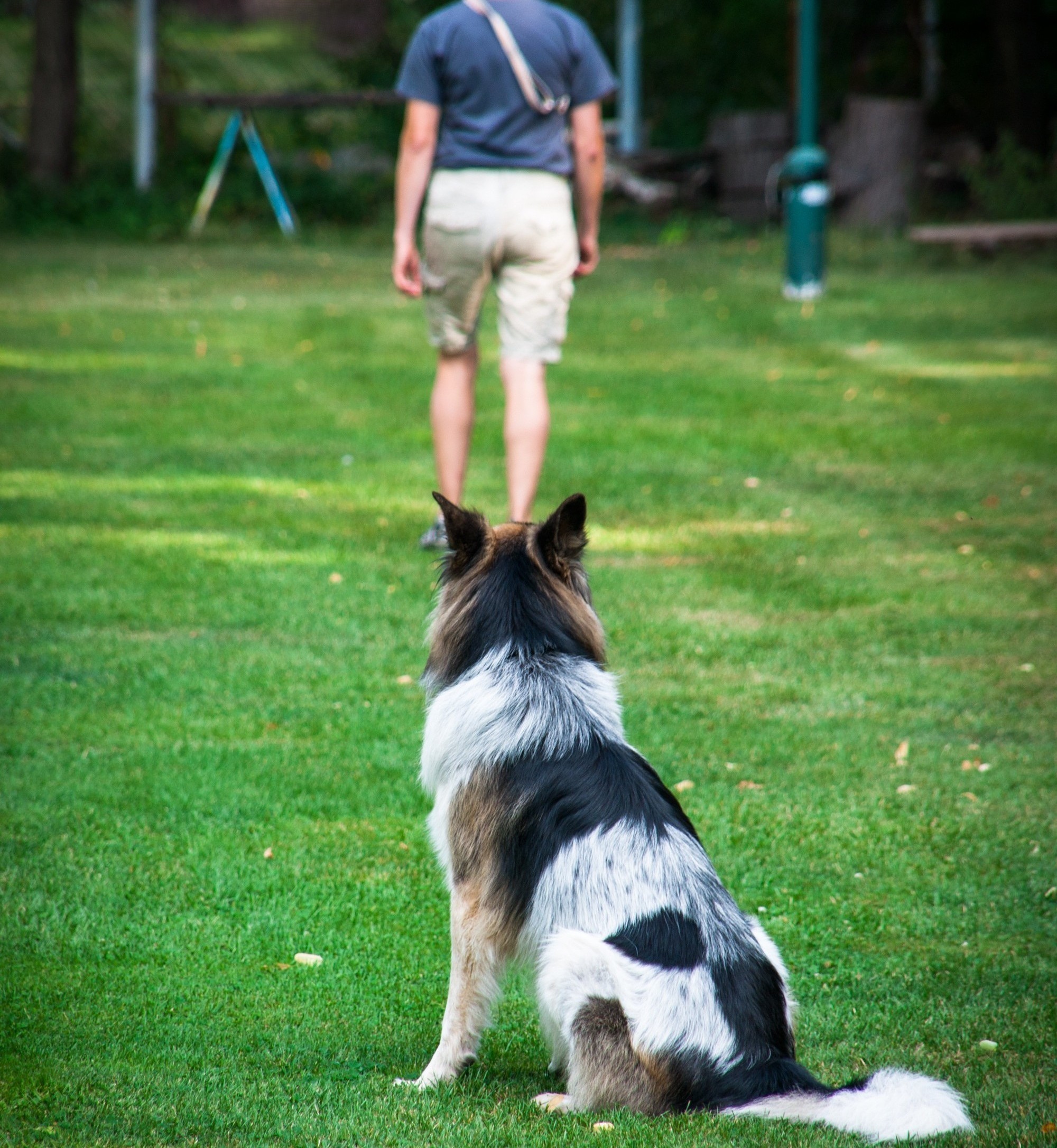 Begleithundekurs mit Verhaltenstest